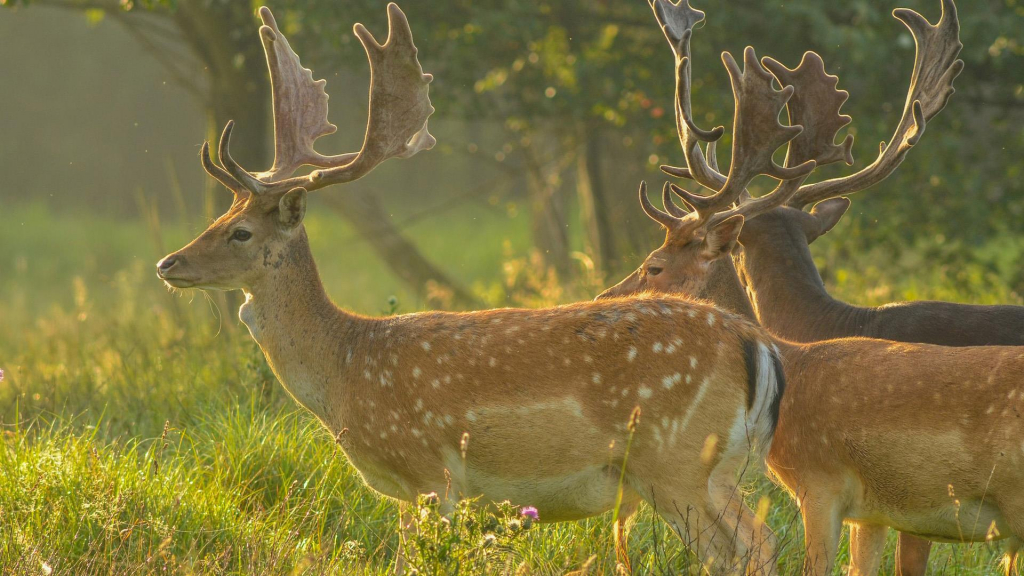New Forest Wildlife | 365 Camper Hire New Forest Wildlife from 365camperhire.co.uk