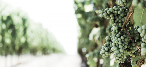 English Vineyards | 365 Camper Hire English Vineyards