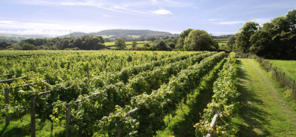 English Vineyards | 365 Camper Hire English Vineyards