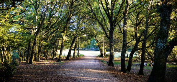 New Forest | 365 Camper Hire New Forest