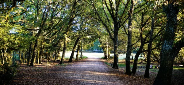 New Forest