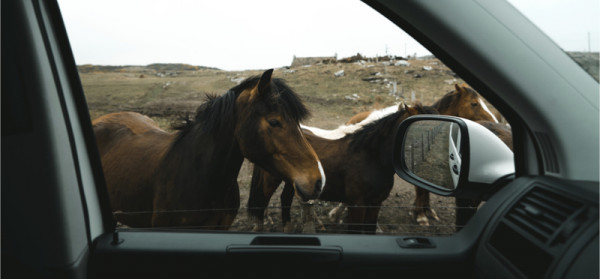 New Forest Ponies | 365 Camper Hire New Forest Ponies