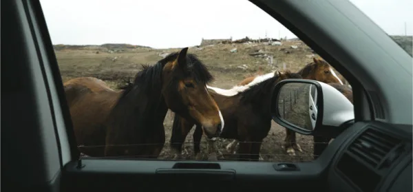 New Forest Ponies