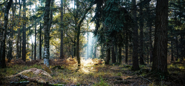 New Forest Campervan Tour | 365 Camper Hire New Forest Campervan Tour