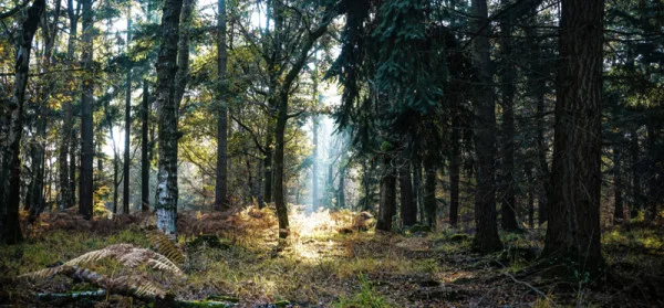 New Forest Campervan Tour