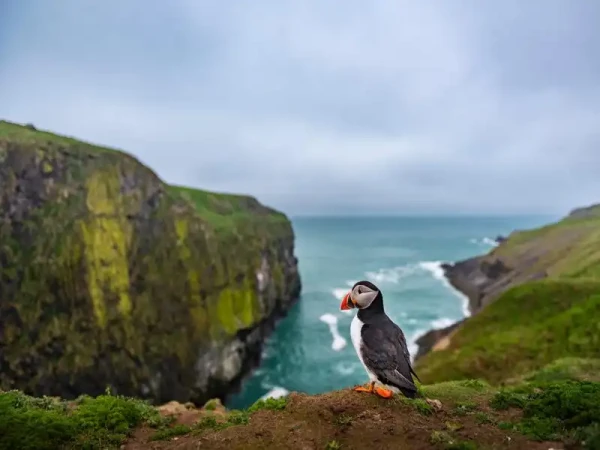 Pembrokeshire Coast with a puffin